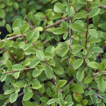 Cotoneaster_radicans_Eichholz_2009_7426.jpg