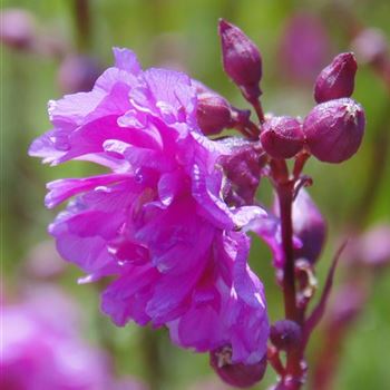 Lychnis_viscaria_Plena_WI_Q1.jpg