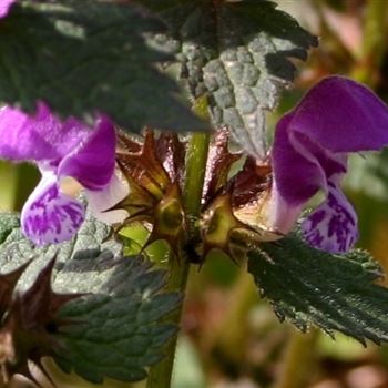 Lamium_maculatum_HRM_R3.jpg