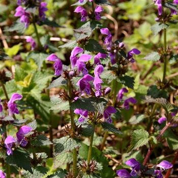 Lamium_maculatum_HRM_Q4.jpg