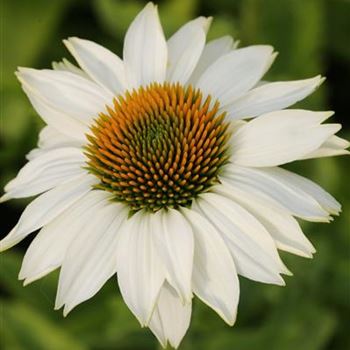 Echinacea_purpurea_Baby_Swan_White_1S1B7277.JPG