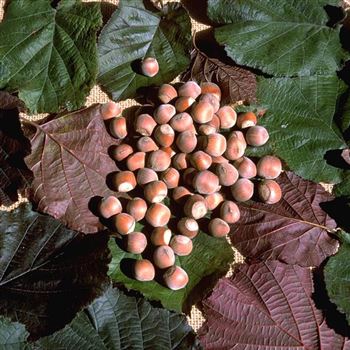 Corylus_avellana_Rotblaettrige_Zellernuss_2000_3027_q.jpg