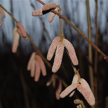 Corylus_avellana_Rotblaettrige_Zellernuss_GR_R1.jpg