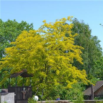 Gleditsia_triacanthos_Sunburst_2007_0870.jpg