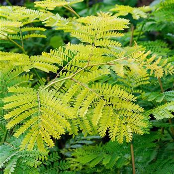 Gleditsia_triacanthos_Sunburst_2007_5872_q.jpg