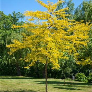 Gleditsia_triacanthos_Sunburst_2008_2863.jpg