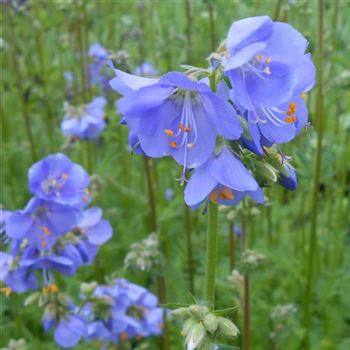 Polemonium_caeruleum_WI_Q2.jpg