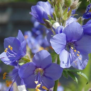 Polemonium_caeruleum_WI_Q1.jpg