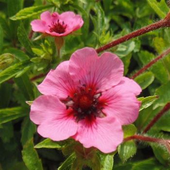 Potentilla_nepalensis_Miss_Willmott_WI_Q1.jpg