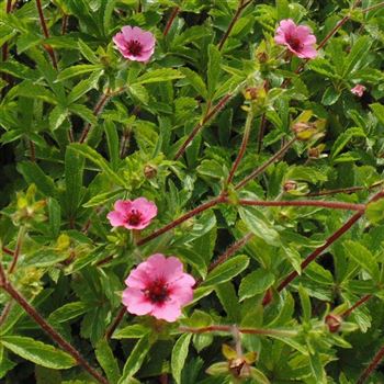 Potentilla_nepalensis_Miss_Willmott_WI_Q2.jpg