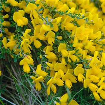 Cytisus_scoparius_2008_2857_q.jpg