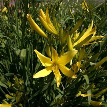 Hemerocallis_citrina_HRM_Q4.jpg