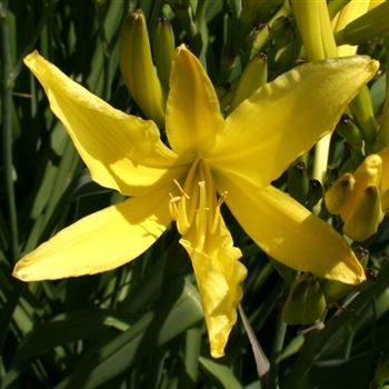 Hemerocallis_citrina_HRM_Q3.jpg