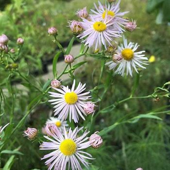 Boltonia_asteroides_Pink_Beauty_ODQ0MzU4OVo.JPG