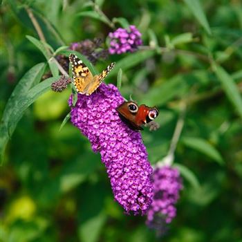 Buddleja_davidii_Nanho_Purple_2008_6787.jpg