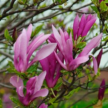 Magnolia_Susan_2008_1444.jpg