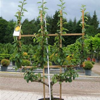 Pyrus_in_Sorten_Doppel-U-Form_Co_COII_Helmich_09_07_08.jpg