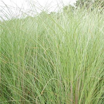 Miscanthus_sinensis_Gracillimus_GR_Q3.jpg