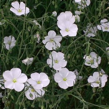 Linum_perenne_Album_HRM_Q1.jpg