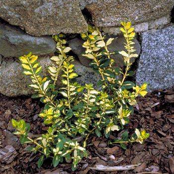 Euonymus_fortunei_Sunspot_2001_3023_b.jpg