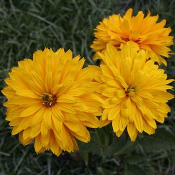 Heliopsis_helianthoides_Goldgruenherz_HRM_Q2.jpg