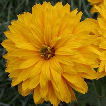 Heliopsis_helianthoides_Goldgruenherz_HRM_Q1.jpg