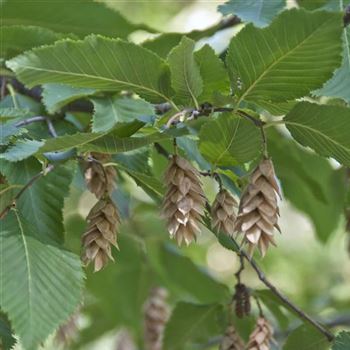 Ostrya_carpinifolia_2009-6083.jpg