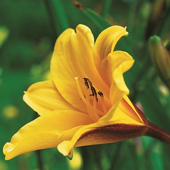 Hemerocallis_Jo_Jo_UAS_Q1.tif