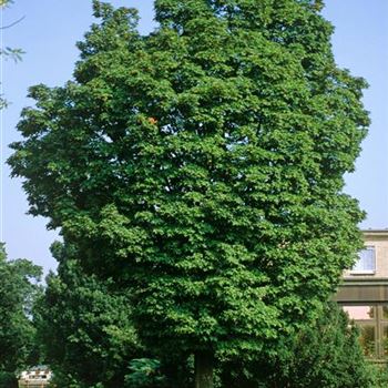 Acer_saccharum_2002_0927_x.jpg