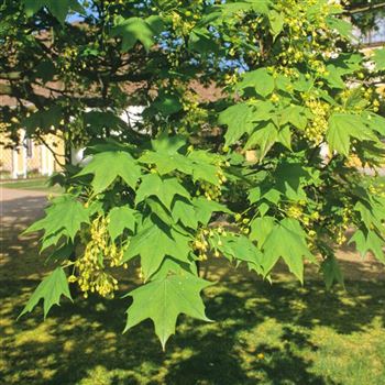 Acer_saccharum_2000_0041_q.jpg