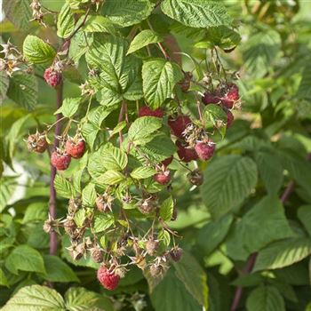 Rubus_idaeus_2010_8228_Q1.jpg