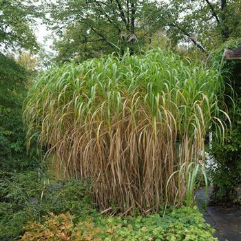 Miscanthus_giganteus_Aksel_Olsen_HRM_Q2.jpg