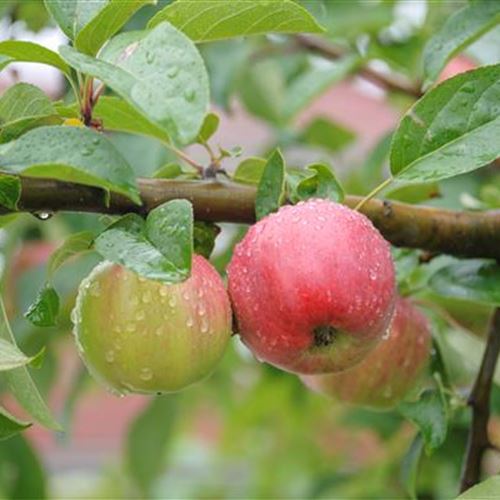 Malus domestica 'Gravensteiner'