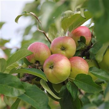 Malus_domestica_Gravensteiner_HRM_Q1.jpg