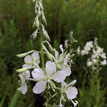 Epilobium_angustifolium_Album_ODQ0MzkzMFo.JPG