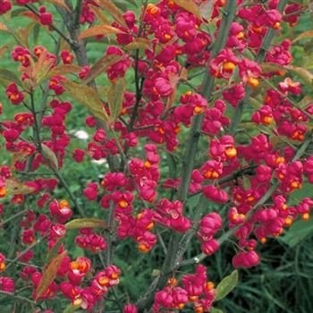 Euonymus_europaeus_1998_5968_Q1.jpg