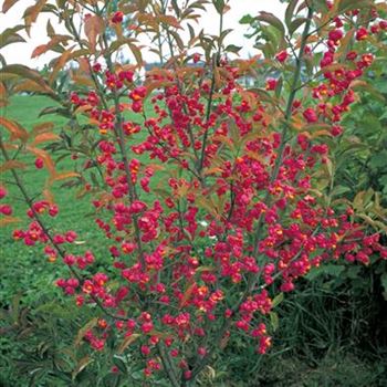 Euonymus_europaeus_1998_5968_R2.jpg