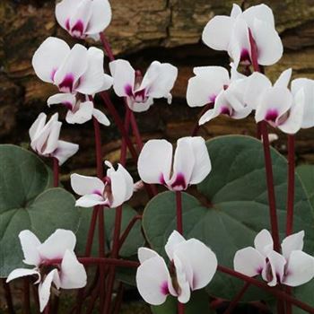 Cyclamen_coum_Album_1S1B4536b.JPG