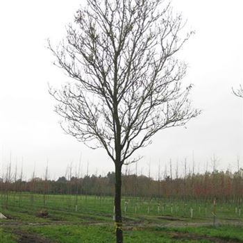 FOOB_Sol_baum_1.jpg