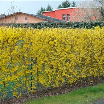 Forsythia_intermedia_Lynwood_2008_0737.jpg