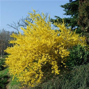 Forsythia_intermedia_Lynwood_2007_0439.jpg