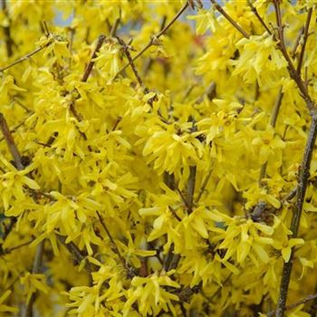 Forsythia_intermedia_Lynwood_2008_0735.jpg