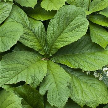 Rodgersia_podophylla_HRM_Q1.jpg