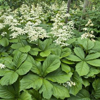 Rodgersia_podophylla_HRM_Q2.jpg