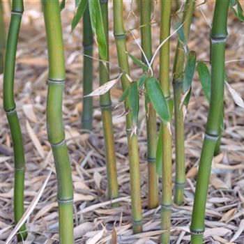 Phyllostachys_aureosulcata_2012_0803_Q.jpg