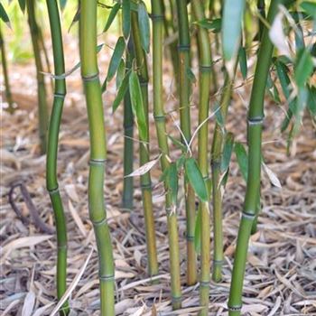 Phyllostachys_aureosulcata_2012_0803.jpg