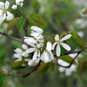 Amelanchier_Ballerina_HRM_0502.jpg