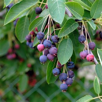 Amelanchier_Ballerina_HRM_2906.jpg