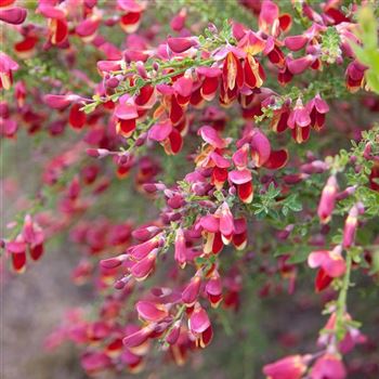 Cytisus_scoparius_Red_Wings_2008_3090_q.jpg