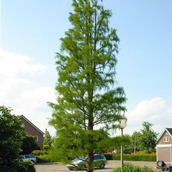 Taxodium distichum 'Nutans' 2007-1417.jpg